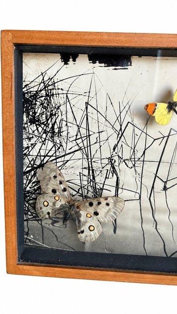 Vlinder Taxidermie volledige montage - Parnassius apollo -