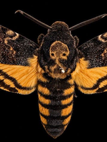 Mot Taxidermie volledige montage - acherontia atropos - 15