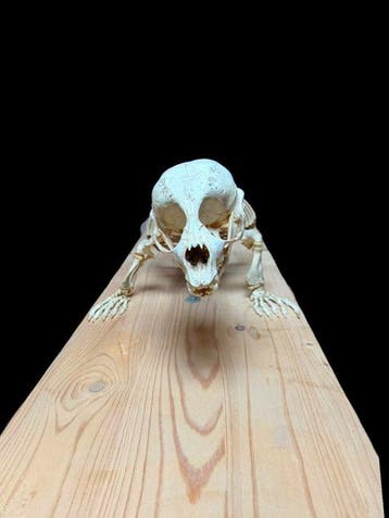 phoque Support de corps entier pour taxidermie - Phoca, Nieuw