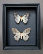 Mot Taxidermie volledige montage - Ceranchia appolina - 25