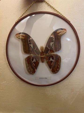 Vlinder Cobra Taxidermie wandmontage - Attocas Atlas - 25 cm