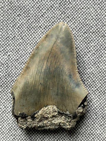 Megalodon-tand 5,8 cm - Fossiele tand - Carcharocles, Verzamelen