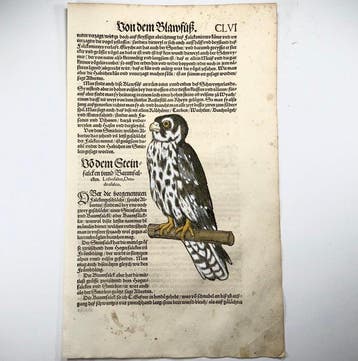 Conrad Gesner - First Issue - Merlin, Falcon, ornithology -