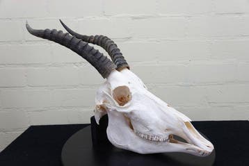 Blesbok Schedel - Damaliscus pygargus phillipsi - 0 cm - 0, Collections