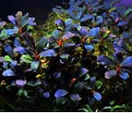 Bucephalandra Deep Purple - Pot, Dieren en Toebehoren, Vissen | Aquaria en Toebehoren, Verzenden, Nieuw