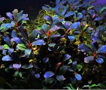 Bucephalandra Deep Purple - Pot, Dieren en Toebehoren, Vissen | Aquaria en Toebehoren, Verzenden, Nieuw