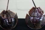Limule Support de corps entier pour taxidermie - crabus, Collections