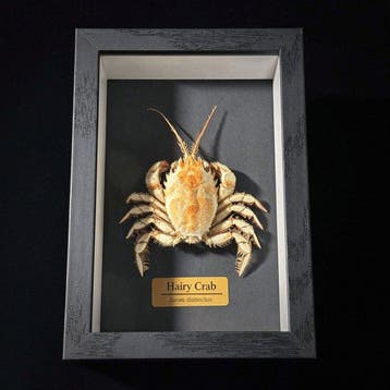 Crabe Support mural pour taxidermie - Jonas distinctus - 4