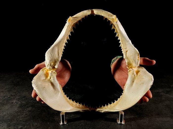 kaak van een bronskleurige haai Taxidermie volledige montage, Verzamelen, Dierenverzamelingen