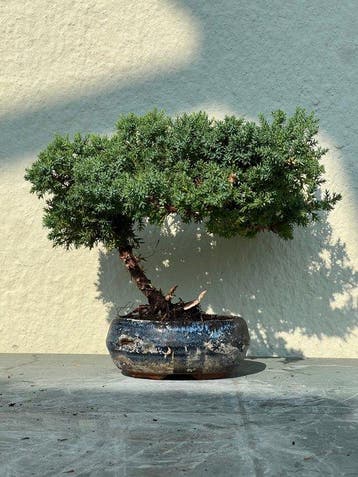 Jeneverbes bonsai (Juniperus) - Hoogte (boom): 15 cm -