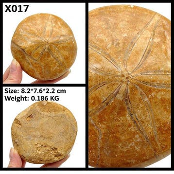 Zee-egel - Fossiele cabochon - 8.2 cm - 7.6 cm (Zonder