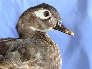Canard épouse Support de corps entier pour taxidermie - Aix