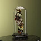 Vlinders in Stolp Taxidermie Opgezette Dieren By Max, Ophalen of Verzenden, Opgezet dier