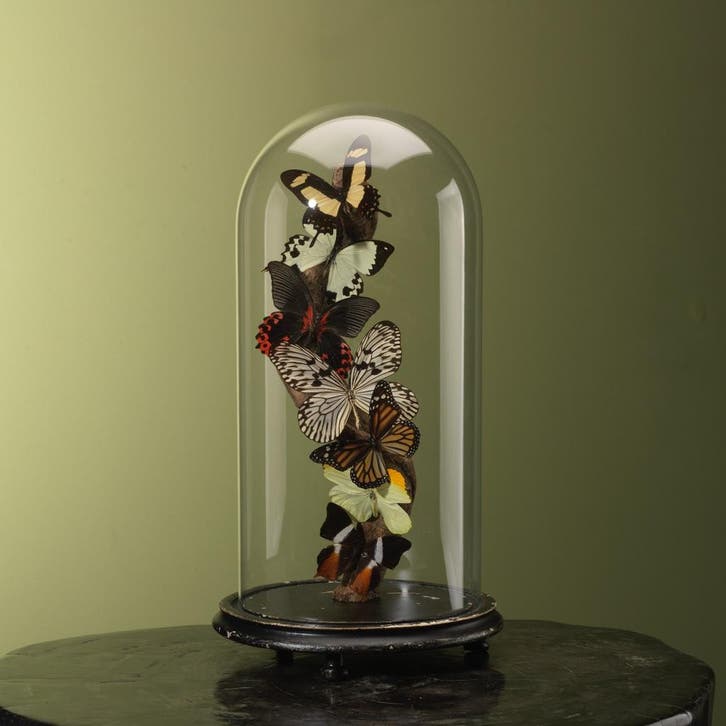 Vlinders in Stolp Taxidermie Opgezette Dieren By Max, Verzamelen, Dierenverzamelingen, Opgezet dier, Nieuw, Insect, Ophalen of Verzenden