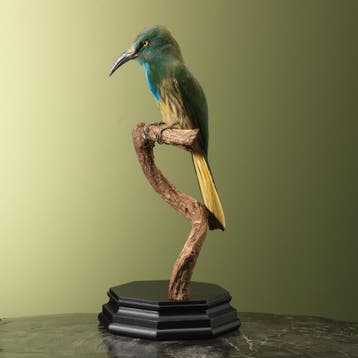 Blauwbaardbijeneter Taxidermie Opgezette Dieren By Max, Verzamelen, Ophalen of Verzenden, Nieuw, Vogel, Opgezet dier