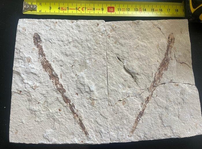 Vis - Fossiele plaatmatrix - Shark - 13 cm - 9 cm, Collections, Minéraux & Fossiles