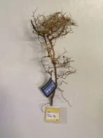 ThaiWood Yellow selected tw17-40x19x10cm (bonsai bomen), Ophalen of Verzenden, Nieuw, Plant(en), Steen of Hout