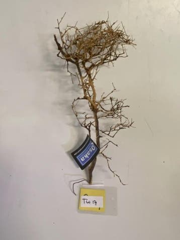 ThaiWood Yellow selected tw17-40x19x10cm (bonsai bomen), Ophalen of Verzenden, Nieuw, Plant(en), Steen of Hout