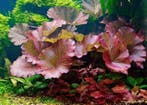 Nymphaea lotus rood aquariumplant - Rode tijgerlotus, Ophalen of Verzenden, Nieuw, Plant(en), Steen of Hout
