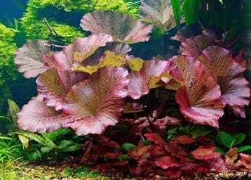 Nymphaea lotus rood aquariumplant - Rode tijgerlotus, Dieren en Toebehoren, Ophalen of Verzenden, Nieuw, Plant(en), Steen of Hout