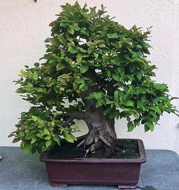 Bonsai haagbeuk - Hoogte (boom): 78 cm - Diepte (boom): 85