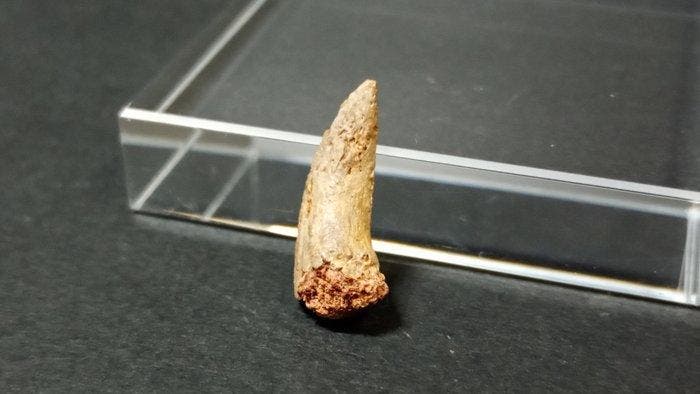 Dinosaurus - Gefossiliseerde klauw - indet. - 1.8 cm, Antiek en Kunst, Curiosa en Brocante