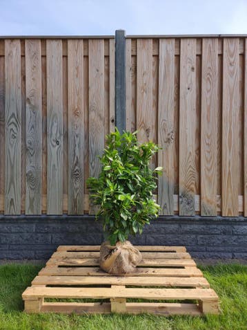 Laurier - Prunus Laurocerasus Novita - 60 t/m 200cm, Jardin & Terrasse, Plantes | Arbustes & Haies, Ophalen of Verzenden