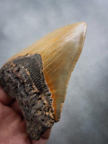 Mégalodon - Dent fossile - 106 mm - 85 mm