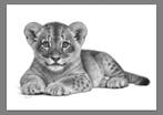 Schu - Lion Cub