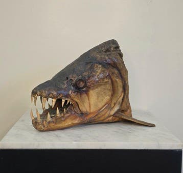 Tête de poisson-tigre géant Goliath Support de tête pour