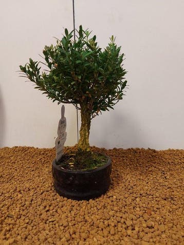Palmboompje bonsai (Buxus sempervirens) - Hoogte (boom): 21