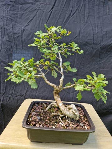 chene - Hoogte (boom): 37 cm - Diepte (boom): 40 cm -