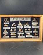 Vitrine met een verzameling authentieke fossiele tanden uit