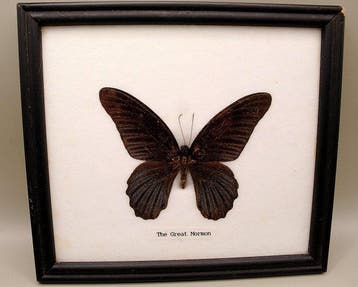 In lijst Geframeerde Grote Mormonvlinder – Papilio memnon