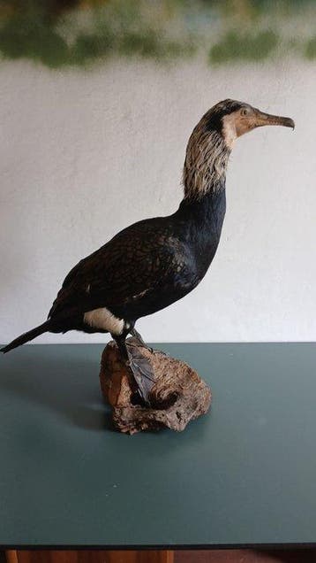 Cormoran Support de corps entier pour taxidermie -, Nieuw
