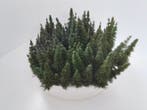 Faller H0 - Modeltreinlandschap (100) - ca. 100 x Dennebomen, Nieuw