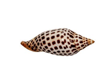 Het Heilige Graal der verzamelaars: Scaphella junonia (120