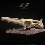 Mosasaurus - Fossiele schedel - 53 cm - 53 cm, Verzamelen, Mineralen en Fossielen