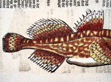 Conrad Gessner [1516-1565]; folio with 3 woodcuts -