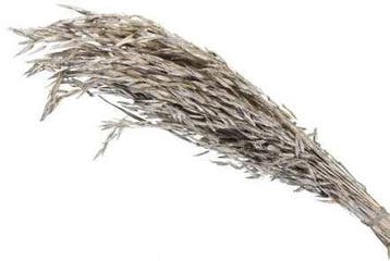 Oat Grass verwant aan Haver droogbloemen Platinum 100 gram, Nieuw