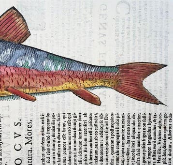 Aldrovandi; Fish: Barbel, Barbus - hand coloured folio -