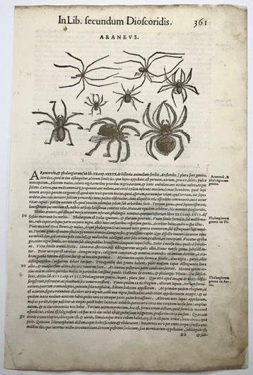 Giorgio Liberale; W. Meyerpeck - Folio, woodcuts, Spiders