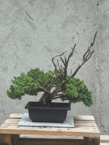 Jeneverbes bonsai (Juniperus) - Hoogte (boom): 30 cm -