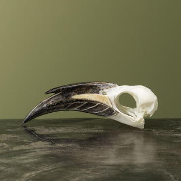 Grijze Tok M Schedel Taxidermie Opgezette Dieren By Max, Verzamelen, Ophalen of Verzenden, Nieuw, Vogel, Opgezet dier