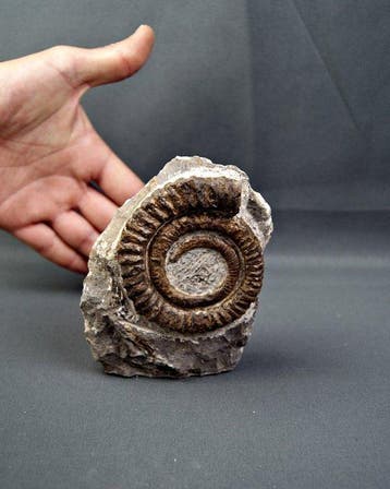Ammoniet - Gefossiliseerd dier - Amonite Anetoceras, Verzamelen