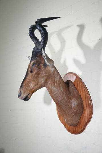 Bubale roux Support mural pour taxidermie - Alcelaphus, Nieuw