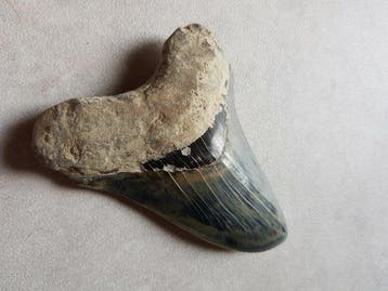 Mégalodon - Dent fossile - 13 cm - 8.8 cm, Verzamelen