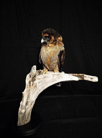 maleise bosuil Taxidermie volledige montage - Strix seloputo
