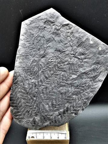Varen - Gefossiliseerde plant - Senftenbergia plumosa (Artis