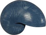 Nautilus schelp Resin Blauw 5x8x5 cm per stuk, Nieuw